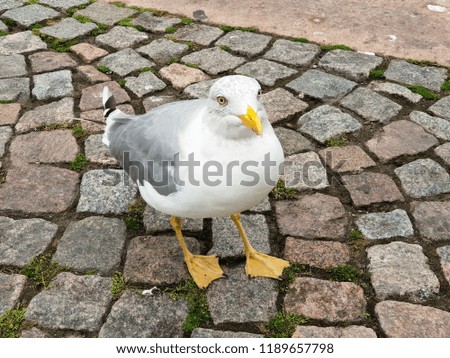 Seagull closely looks directly into the camera, close picture of a seagull, high resolution photography of gulls, a gull stands on a granite stone block