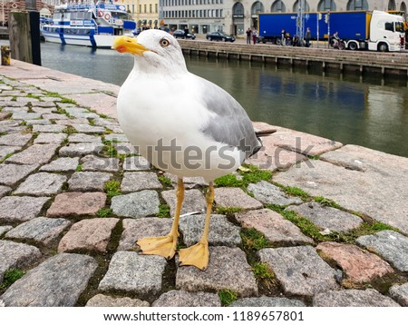 Seagull closely looks directly into the camera, close picture of a seagull, high resolution photography of gulls, a gull stands on a granite stone block