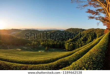 Korea Boseong,Panorama Sun rise autumn beautiful and Green tea fields of South Korea