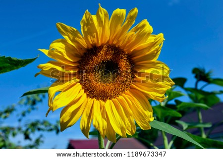 bright yellow sunflower against the blue sky