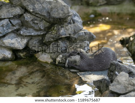 Small-clawed otter on a rock next to water eating a fish.