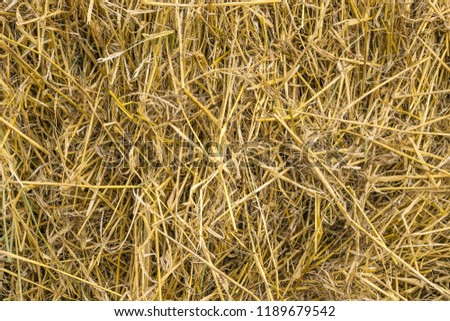 Yellow straw background texture, thatch heap, dried grass texture, hay