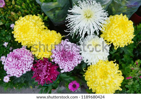 chrysanthemum in the garden
