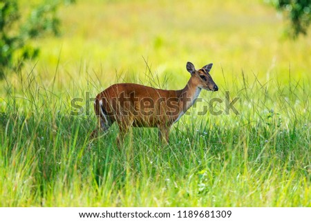 "Muntjac or Barking Deer" They are native to South Asia but this picture was taken from the largest national park in Thailand called "Khao Yai".