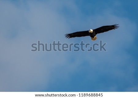 Bald eagle against blue sky