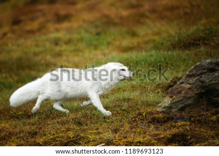 The Arctic fox, also know as the white, polar, or snow fox, is a small fox native to the Arctic regions of the Northern Hemishpere and common throughout the Arctic tundra biome.
