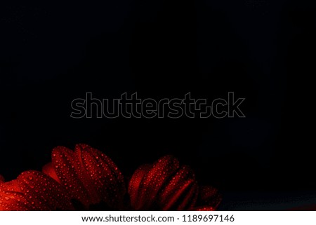 branch of gerbera in the rays of light on a black background. a delicate burgundy flower. flower outlines on atmospheric dark photography. flowers for the holiday, advertising, gift. macrophotography