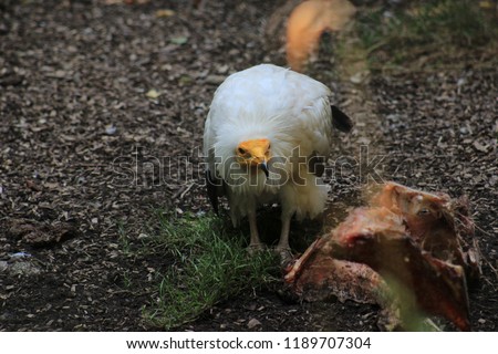 a white eagle