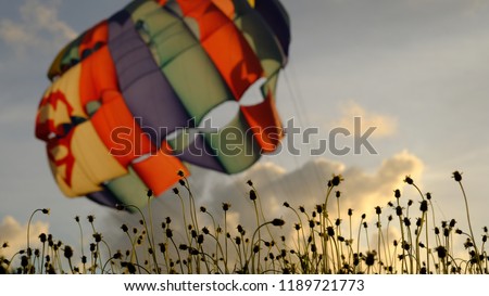 Meadow growth on beach with blurred colorful parasailing in sky background