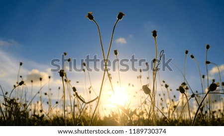 Meadow with sunlight shiny and blurred blue sky background