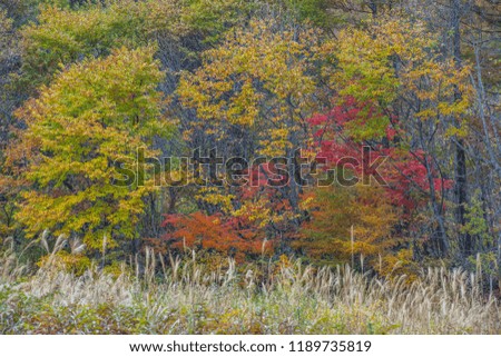 Asia - Beautiful autumn scenery in Janpan, Asia. The fallen leaves beautiful color picture, Maple Red Leaves at Lake Inawashiro Bamdai Azuma SkyLine, Fukushima-ken, Yama District,