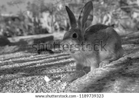A black and white photograph of a young, cute, wild cottontail rabbit. This cotton tail bunny could be a stand in for the Easter bunny. Tucson, Arizona. Autumn of 2018. Found in Pima county. 