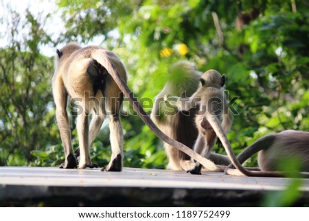 three monkey family 