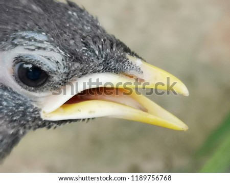 Close face bird,close up head, big bird ,animal concept.