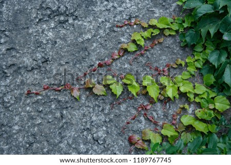 Wall climbing Plants