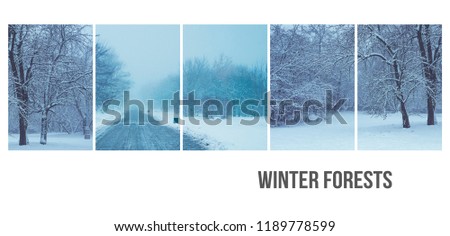 winter outdoor walk concept collage banner background with gorgeous forest city parks photos