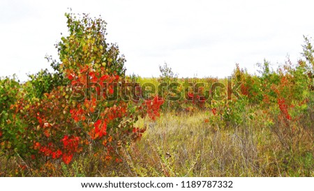 Picturesque multi-colored forest.Autumn landscape.
