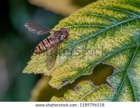 yellow-black fly similar to wasp