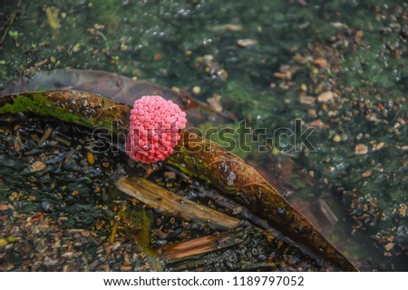 Apple snail eggs in the paddy field. Eggs are pink and deposited outside of the water. The egg color that not only make them visible but also toxic to both predators and parasites.