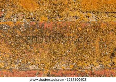 The red bricks covered by bright lichen. Natural textured Background. Colorful spots of lichen. Spotted orange abstract pattern with a space place for your text. Filled frame picture.