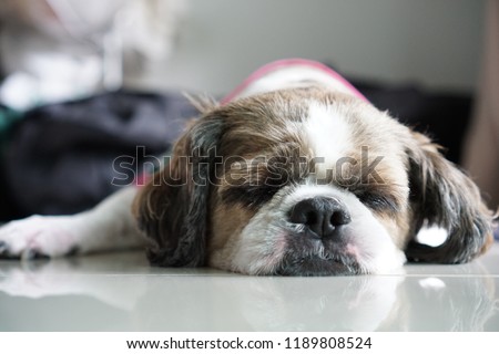 Shih Tzu dog sleep on the floor. Cute dog want to sleep. You can use dog picture for wallpaper.