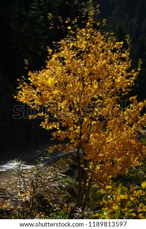 autumn season photos.artvin/savsat