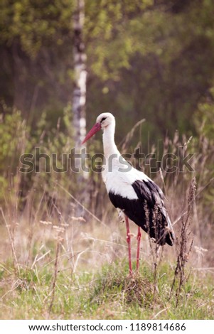 Single stork among the grass
