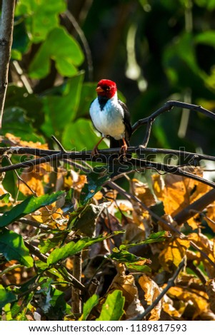 Yellow billed Cardinal photographed in Corumbá, Mato Grosso do Sul. Pantanal Biome. Picture made in 2017.