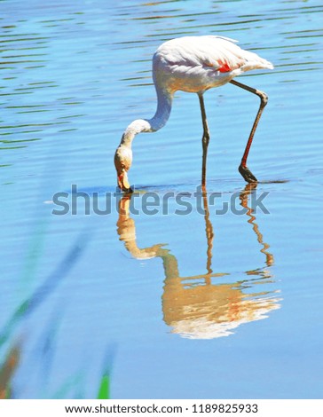 Flamingo and its reflection in the water of a pond of Camargue in France.             