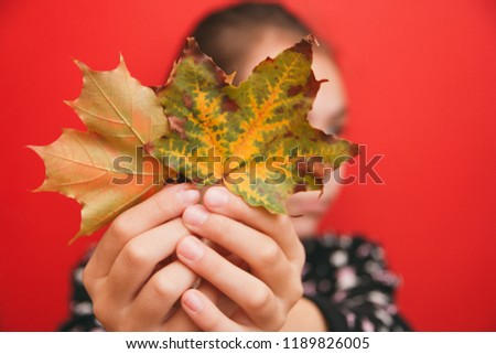 hi autumn, a girl holding a bright maple leaves out at arm's length on a red background.