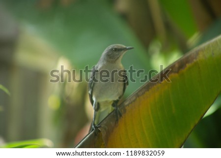 Mockingbird on a Banana Tree Leaf