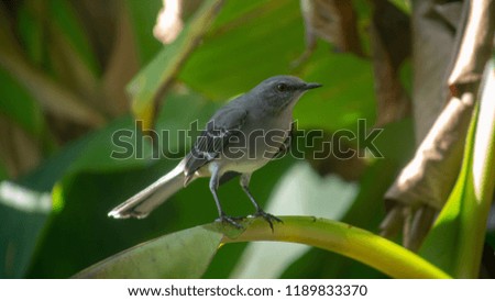Mockingbird on a Banana Tree Leaf