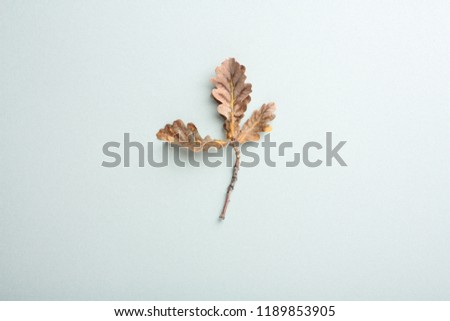 Branch of autumn leaves on a gray background