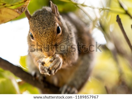 gray squirrel feeding autumn fall