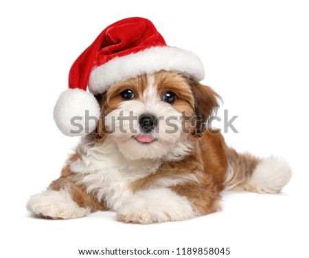 Happy smiling Bichon Havanese puppy dog is wearing a Christmas Santa hat - isolated on white background 