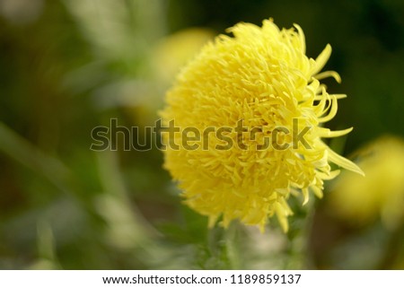   Marigold flowers on the plantation                             