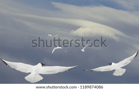 Seagulls flying on sky.