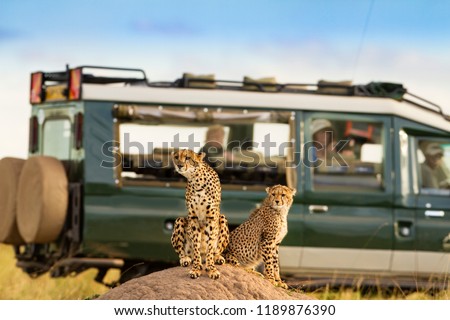 Cheetah at Masai Mara with onlooking tourist  Royalty-Free Stock Photo #1189876390