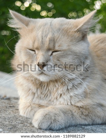 Portrait of resting cat