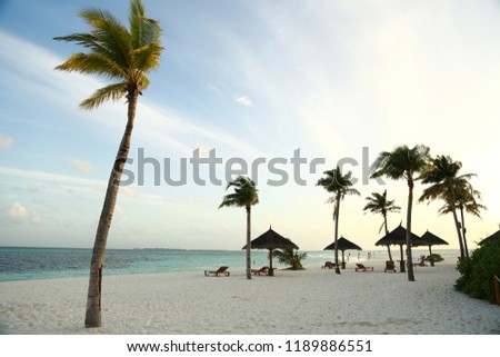 tall palm trees, maldive beach sunset, calm, stunning seascape, sand and palms 