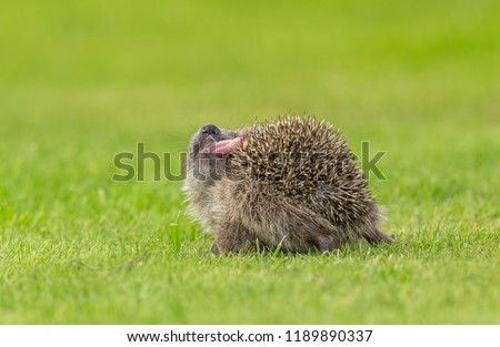 Hedgehog, wild, native, European hedgehog indulging in the strange behaviour of self-anointing by spreading froth over their spines.  Scientific name: Erinaceus europaeus.  Horizontal.