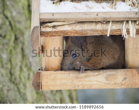 Squirrel stuck in a bird house and stealing seeds