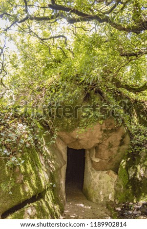 Entrance to a cave in the middle of a thick forest