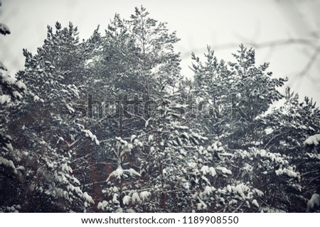 Frozen tree branch in winter forest.