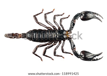 Black scorpion species palamnaeus fulvipes from Malaysia isolated on white background