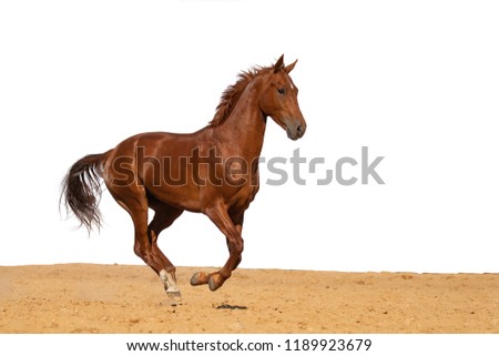 Brown and red horse galloping on sand on a white background, without people.