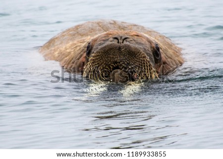 Walrus in the Arctic, swimming in the cold waters of the Svalbard islands