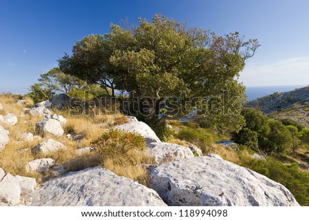 Stone pine on rocks in Croatia Royalty-Free Stock Photo #118994098