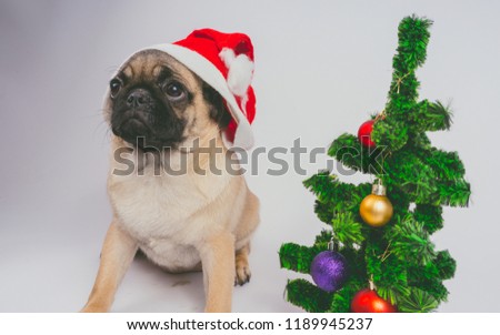 cute Christmas pug puppy dog wearing red santa hat hanging with paws on blank white banner isolated on white background