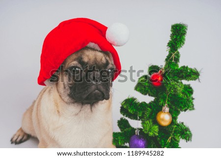 cute Christmas pug puppy dog wearing red santa hat hanging with paws on blank white banner isolated on white background